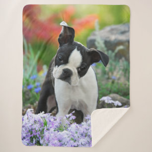 Boston Terrier Dog Cute Puppy Animal Head Photo -, Sherpa Blanket
