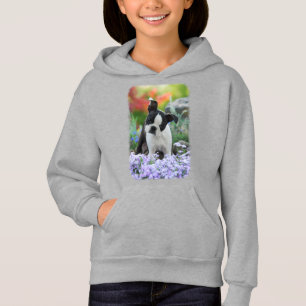 Boston Terrier Dog Cute Puppy Pet Photo -