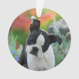 Boston Terrier Dog Cute Puppy Photo round acrylic Ornament