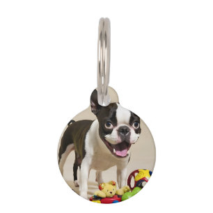 Boston Terrier Dog Playing with Toys Pet Tag