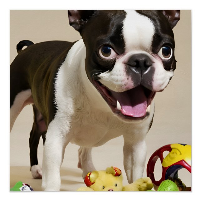 Boston Terrier Dog Playing with Toys Poster (Front)