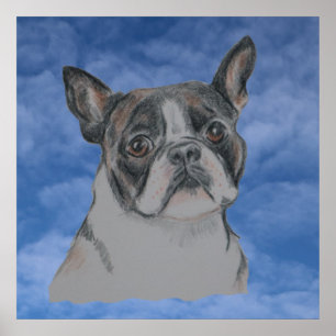 Boston Terrier Dog Poster