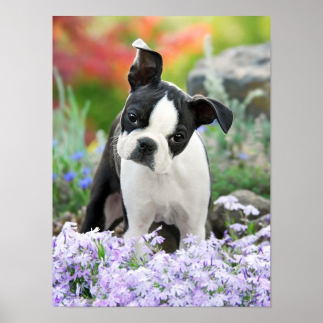 Boston Terrier Dog Puppy, a Cute Pet Photo Poster (Front)