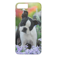 Boston Terrier Dog Puppy
