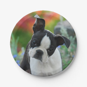 Boston Terrier Dog Puppy Portrait, party Paper Plate