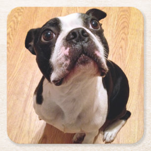 Boston Terrier Dog Square Paper Coaster