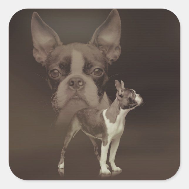 Boston Terrier dog Square Sticker (Front)