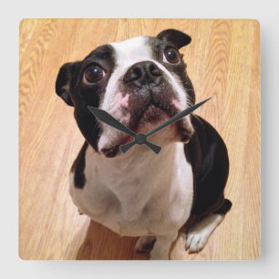 Boston Terrier Dog Square Wall Clock