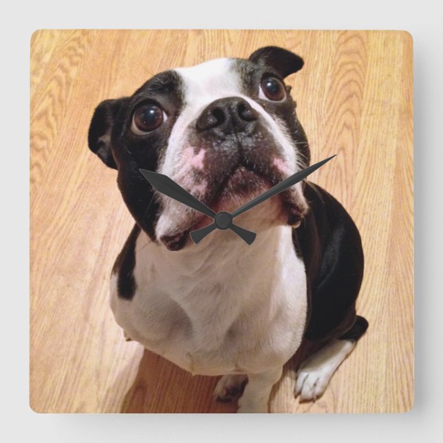 Boston Terrier Dog Square Wall Clock (Front)