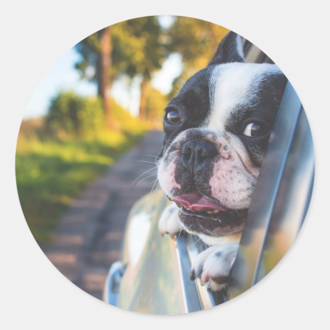 Boston Terrier Dog Sticking Head out Car Window Classic Round Sticker (Front)