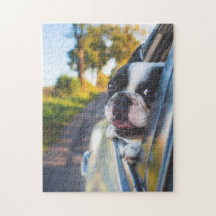 Boston Terrier Dog Sticking Head out Car Window