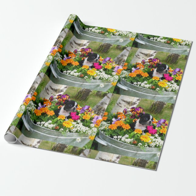 Boston Terrier dog Wrapping Paper (Unrolled)