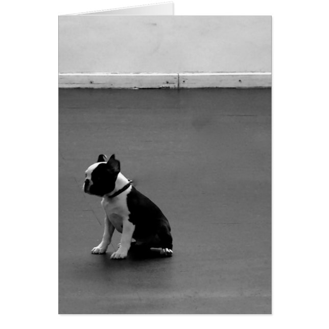 Boston Terrier DRU 2 (Front)