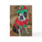 Boston Terrier Elf Christmas Card
