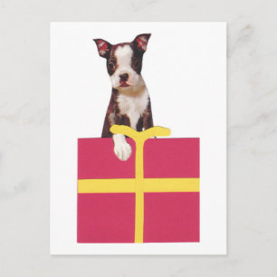 Boston Terrier Gift Box Postcard