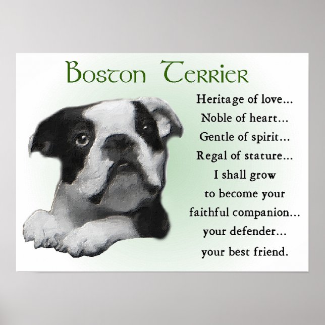 Boston Terrier Gifts Poster (Front)