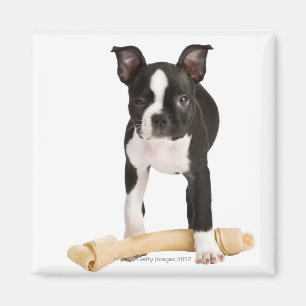 Boston terrier guarding twisty bone magnet