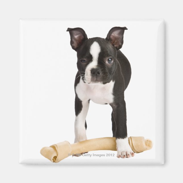 Boston terrier guarding twisty bone magnet (Front)