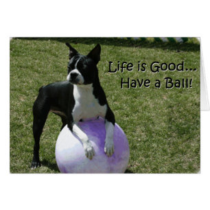 Boston Terrier:  Have a Ball!