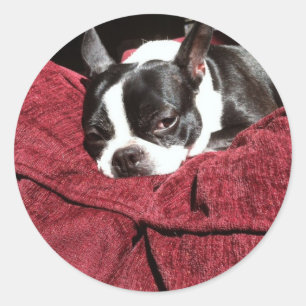 Boston Terrier Holly Classic Round Sticker