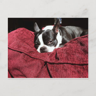 Boston Terrier Holly Postcard