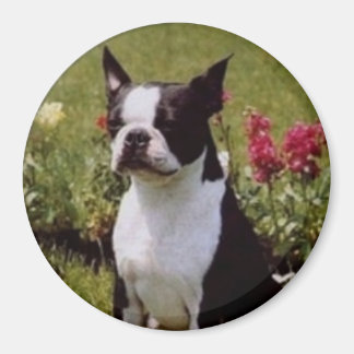 Boston Terrier in the Garden Magnet