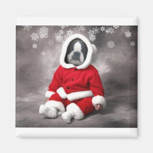 BOSTON TERRIER IN XMAS OUTFIT MAGNET
