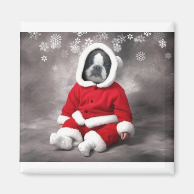 BOSTON TERRIER IN XMAS OUTFIT MAGNET (Front)
