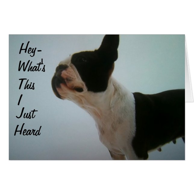 BOSTON TERRIER IS SURPRISED (Front Horizontal)