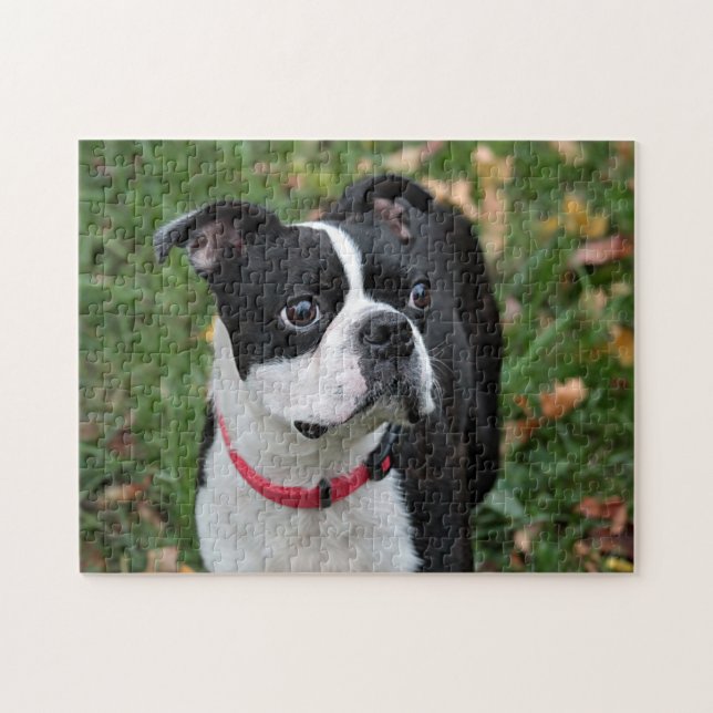 Boston terrier jigsaw puzzle (Horizontal)