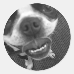 Boston Terrier Lips Classic Round Sticker