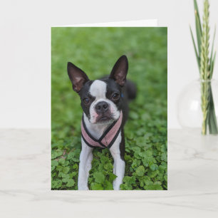 Boston Terrier Love Card