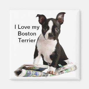 BOSTON TERRIER MAGNET