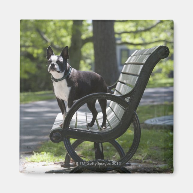 Boston Terrier Magnet (Front)