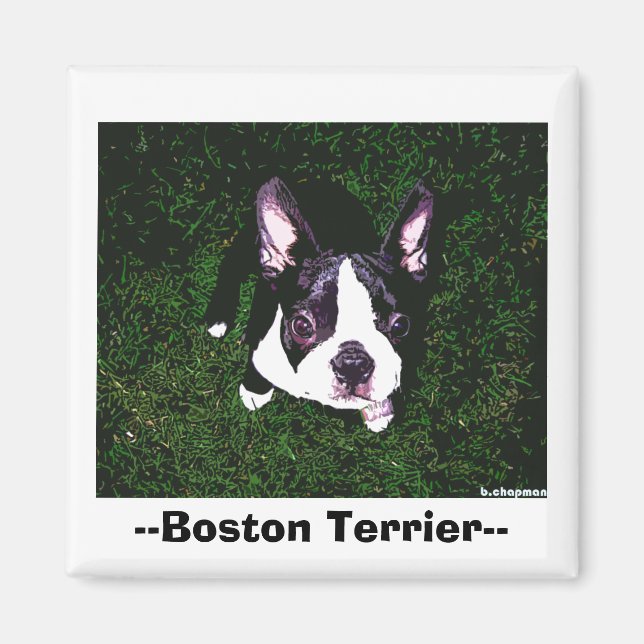 --Boston Terrier-- Magnet (Front)
