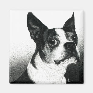 Boston Terrier Magnet - "Boston Style"