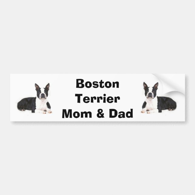 Boston Terrier Mum & Dad Bumper Sticker (Front)