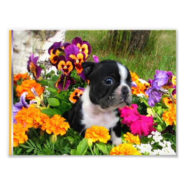 Boston terrier photo print (Front)