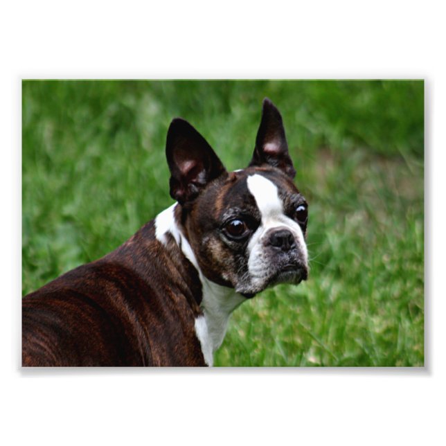 Boston Terrier Photo Print (Front)