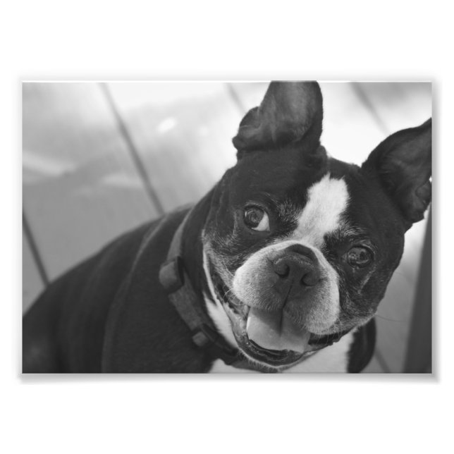 Boston terrier photo print (Front)
