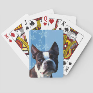 Boston Terrier playing cards