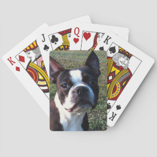 Boston_Terrier.png Playing Cards