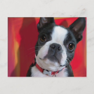 Boston Terrier Post Card