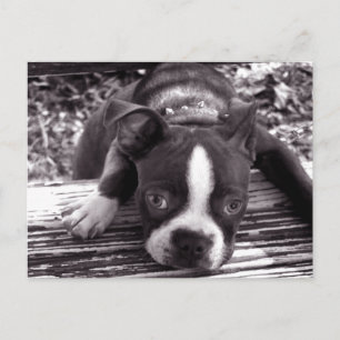 Boston terrier post card