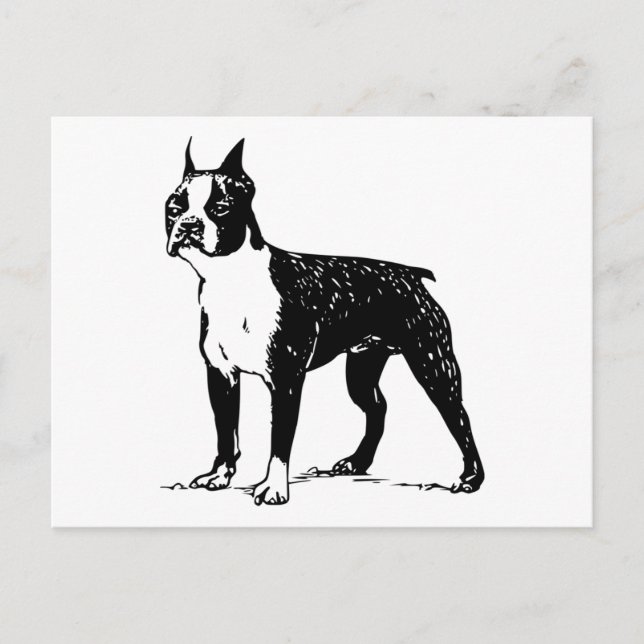 boston terrier postcard (Front)
