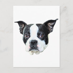 Boston Terrier Postcard
