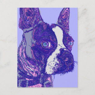 Boston Terrier Postcard