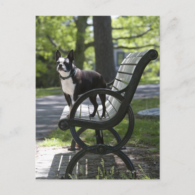 Boston Terrier Postcard (Front)
