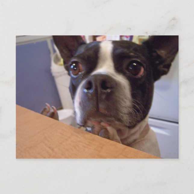 boston terrier postcard (Front)