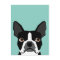 Boston Terrier